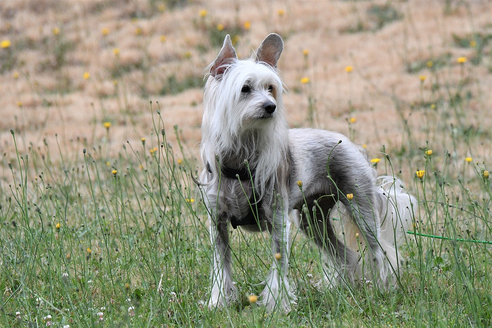 Chien chinois à crête